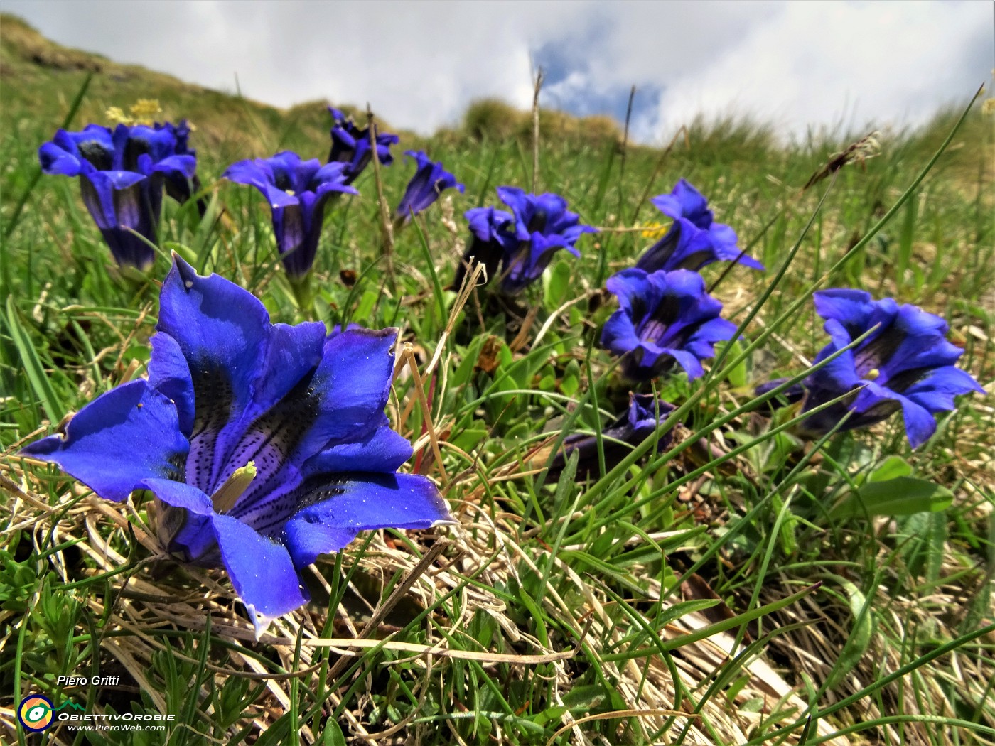 26 Gentiana acaulis (Genziana di Koch) .JPG